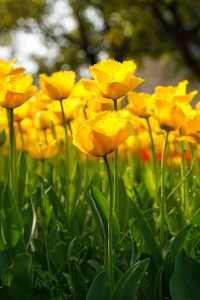 上海大寧公園的鬱金香已到盛花期