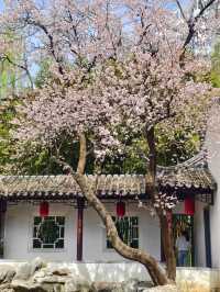 不是江南是北京紫竹院杏梅美到失語