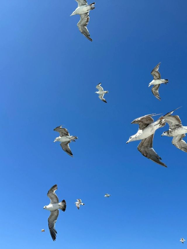 打卡青島-威海 5天行程保姆級攻略 錯過等一年