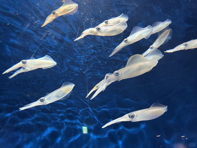 海洋世界海之中道，超級震撼✨