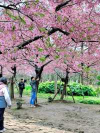 春日來信|鼋頭渚賞櫻樓的限定浪漫