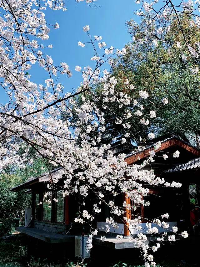 Hangzhou Exclusive! Immersive Peach Blossom Viewing Guide