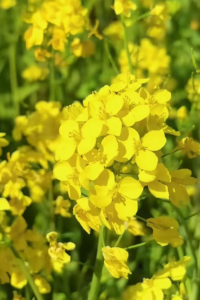 信陽油菜花地圖 | 春日限定的金色浪漫