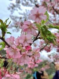 無錫蠡園春日櫻花賞花全攻略