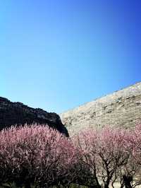 Ancient city wall blossom 