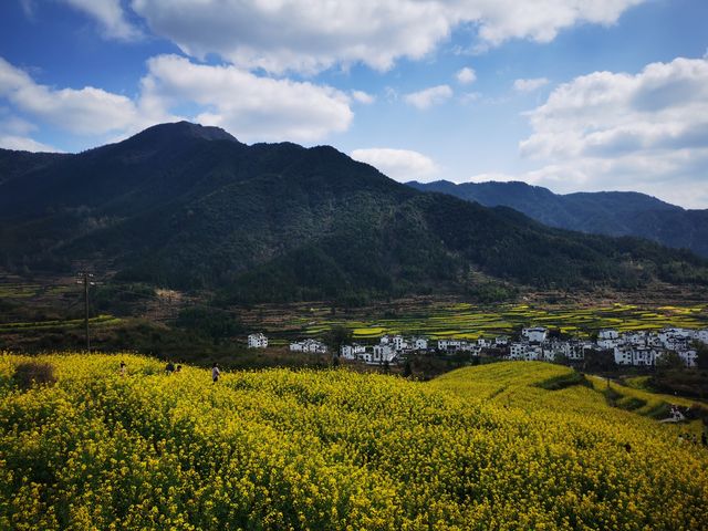 婺源油菜花開了！春天賞花出發！！