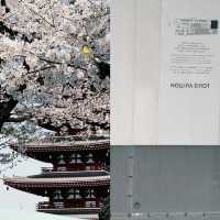 東京淺草寺賞櫻｜春天是個巨大的能量場