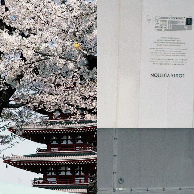 東京淺草寺賞櫻｜春天是個巨大的能量場