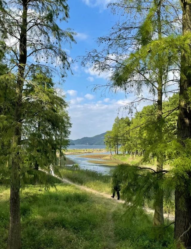 【江浙滬小阿勒泰｜四明湖春日草原寫真秘笈】