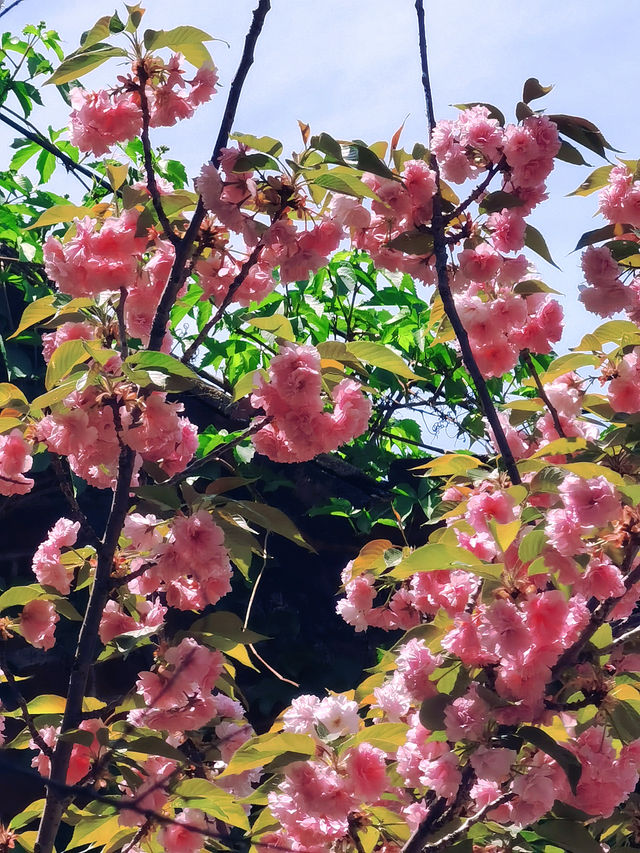 總要去趟濰坊坊茨小鎮吧，看櫻花與百年建築撞個滿懷。