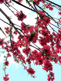 春日限定|杭州太子灣公園桃花觀賞攻略