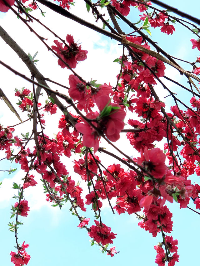 春日限定|杭州太子灣公園桃花觀賞攻略