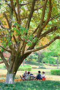 成都寶藏公園，適合一家大細嚟散步、飲茶
