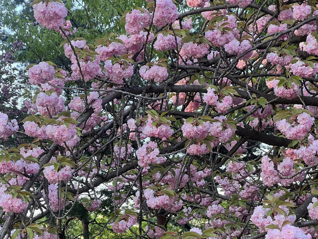🌸首爾國會議事堂，晚櫻綻放的浪漫角落
