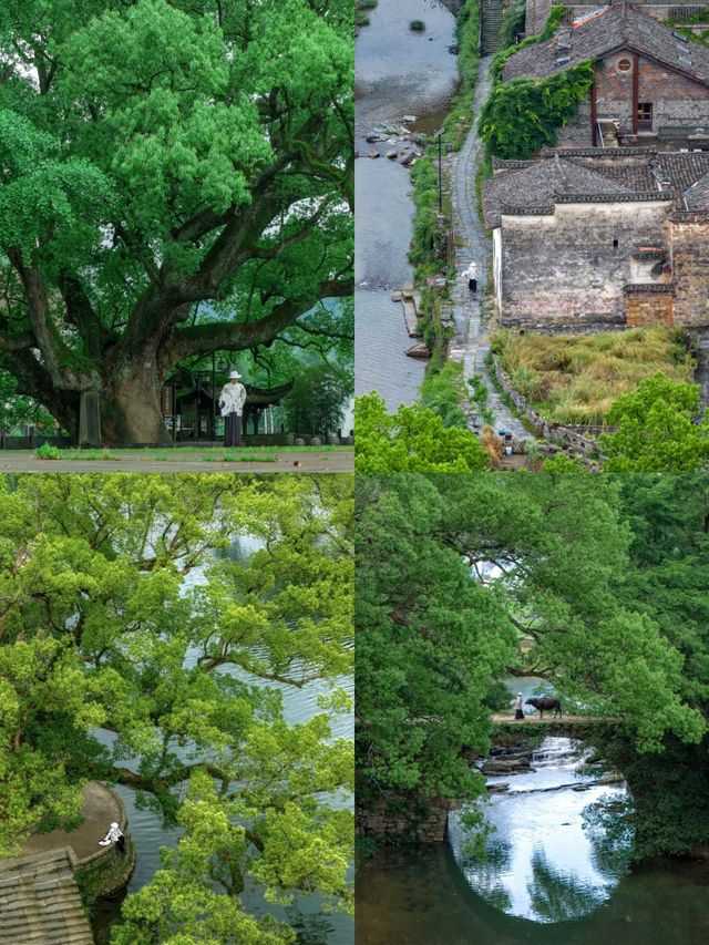 婺源端午兩日漫遊