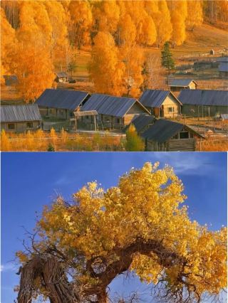 This autumn, you must visit the Populus euphratica forest! Ejina Banner
