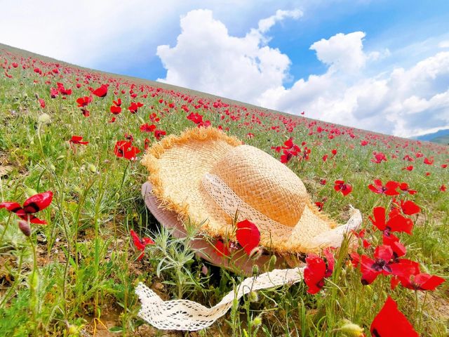 穿越6000公里！只為帶媽媽追新疆天山紅花