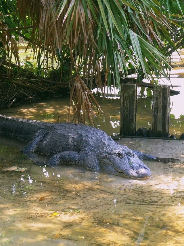 探索奧蘭多鱷魚樂園Gatorland