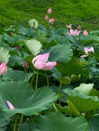 無錫賞荷天花板！雲林生態體育公園攻略