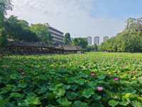 金鷹山莊賞荷