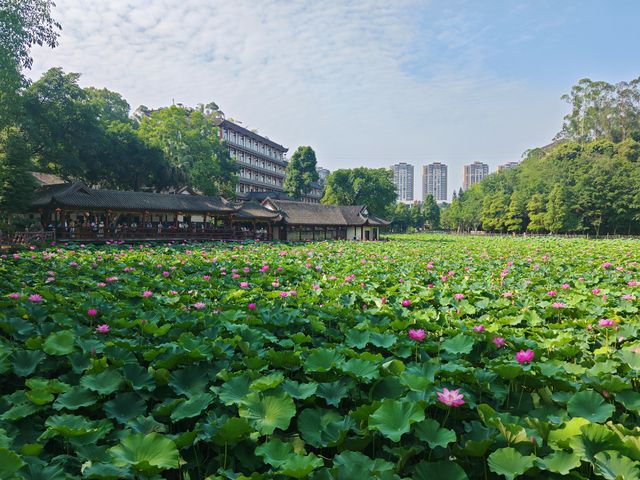 金鷹山莊賞荷