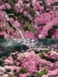 人均300蚊玩轉黃山！本地人偷偷話你知嘅窮遊秘笈