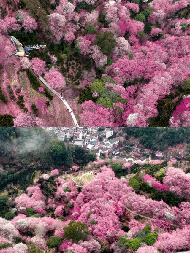 人均300蚊玩轉黃山！本地人偷偷話你知嘅窮遊秘笈