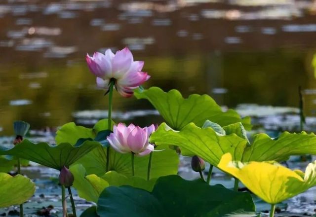 野趣荷塘，白鷺與荷花同框