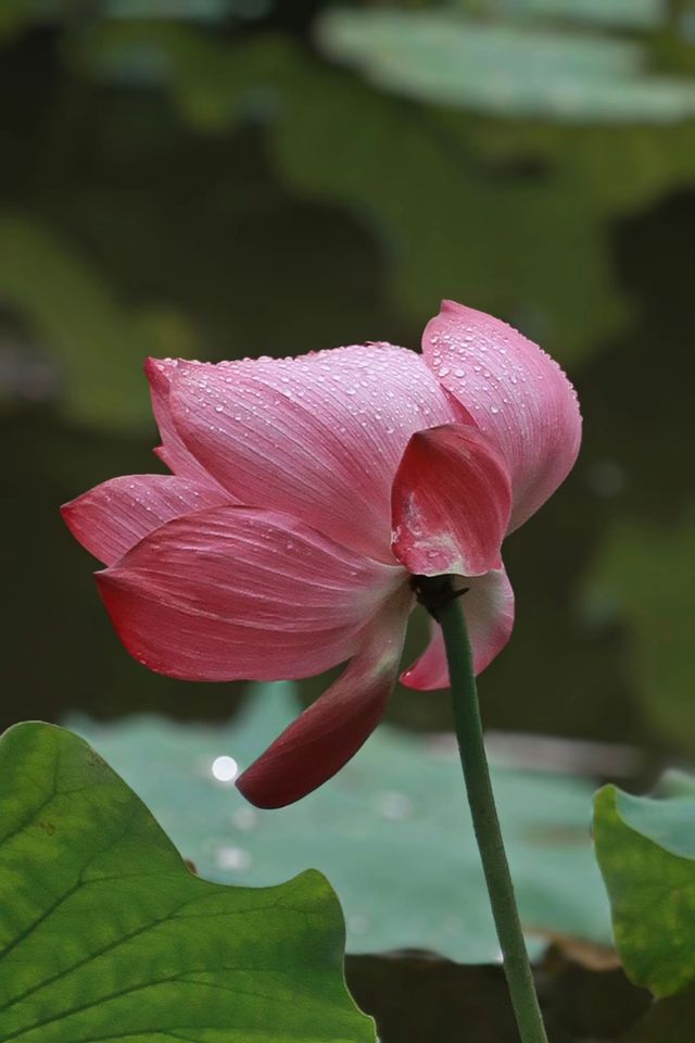 攀枝花夏日限定！探索荷花池邊的罕見双色蓮秘境🌺