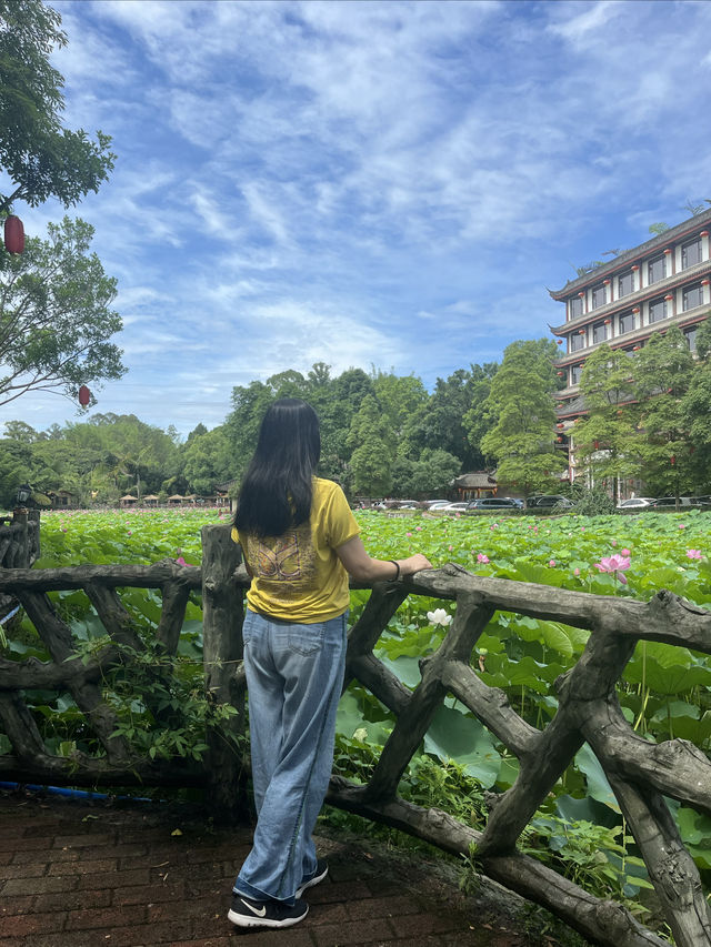 夏日賞荷，感受一份美好與寧靜