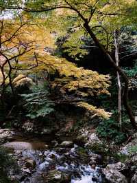 大箕面公園｜關西隱世綠洲！賞楓溪流超療癒】**  