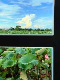 蕪湖夏日限定：荷花咖啡與市中心度假