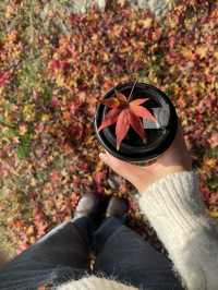 抓住秋天的尾巴！莫干山楓葉季限時賞秋攻略
