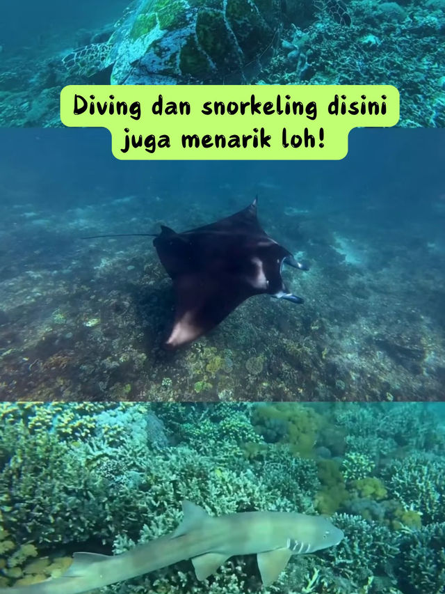 🦎 PETUALANGAN SERU DI PULAU KOMODO