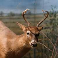 🦌 Helsinki Natural History Museum – Into the Finnish Forests
