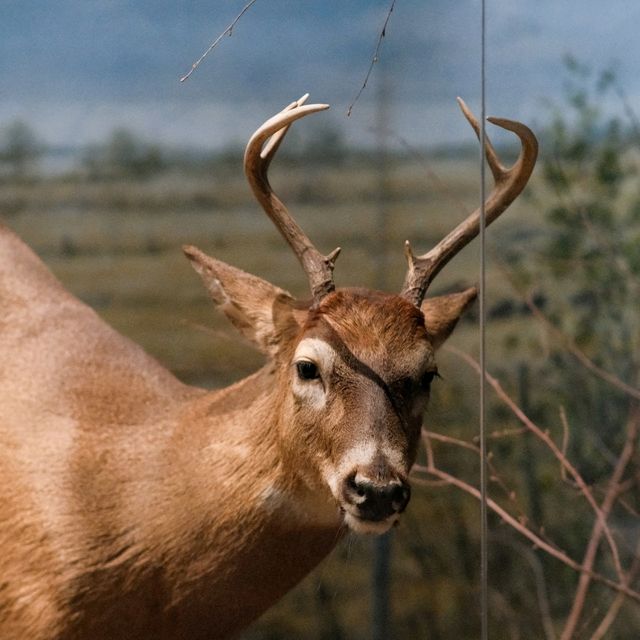 🦌 Helsinki Natural History Museum – Into the Finnish Forests