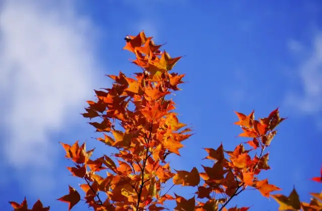 Kunming Maple Leaf Season Begins