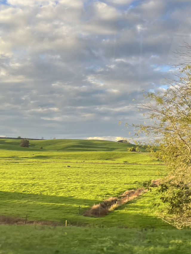🇳🇿Green Dragon Inn, Auckland: Where Golden Sunsets Meet Enchanted Gardens! 🌅 