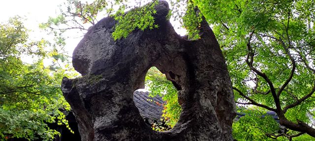 綠意依然、鮮花盛開的留園