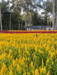 廈門忠崙公園賞花+住宿全攻略 | 錦江之星品尚伴你愜意秋遊