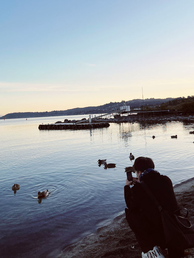 🦆 Lake Taupo’s Secret Duck Pond: A Quirky Waterfront Wonder!