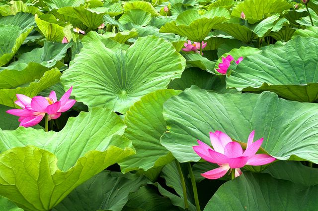 一湖碧葉舞神韻，萬朵荷花向日嬌