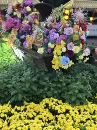 我發現了在開封不用暴走的輕鬆賞菊玩法