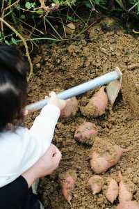 什麼在紅山楂酒店竟然不能躺平