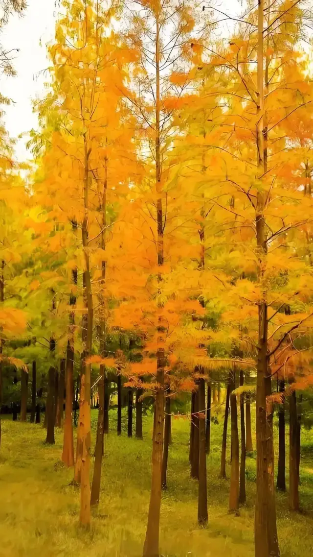 Of course! Here is a super detailed travel guide about autumn in Shenzhen to help you create an eye-catching viral content piece for social media. Shenzhen