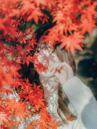 Japan's Stunning Autumn and Winter Moments · The Season When Deer Dance Among Maple Leaves