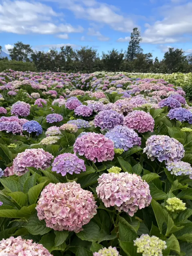 Yulong's Must-Visit Scenic Spot: Listening Flower Valley