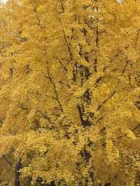 墜入滿屏金黃人們會反覆愛上西安的秋天