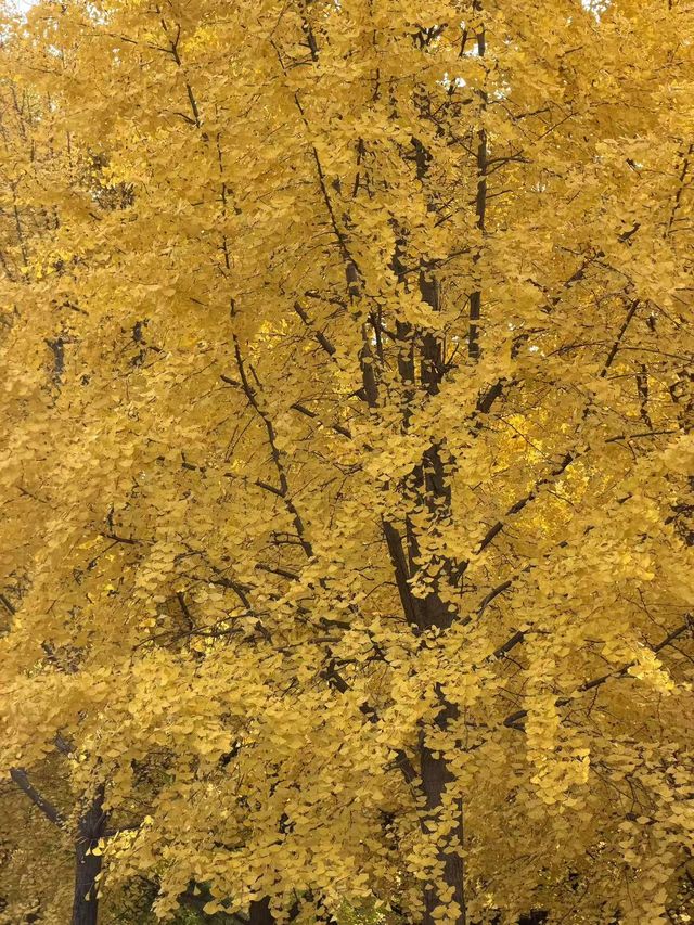 墜入滿屏金黃人們會反覆愛上西安的秋天 墜入滿屏金黃人們會反覆愛上西安的秋天