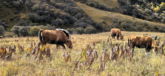 叩尋蜀山荒野秘境——格聶南線反穿自駕 叩尋蜀山荒野秘境——格聶南線反穿自駕
